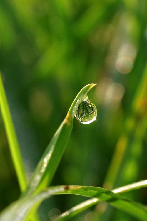 a drop of water grass