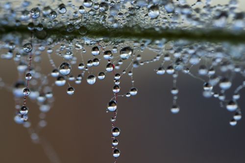 a drop of water the dew pearl