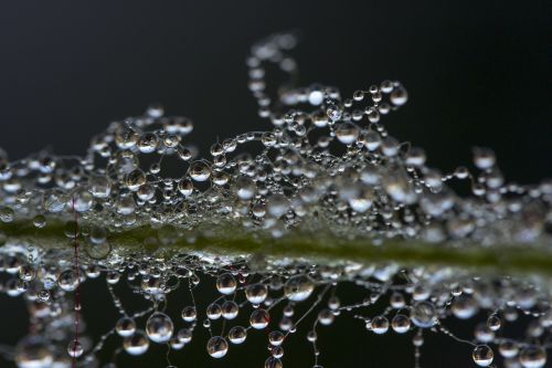 a drop of water the dew pearl