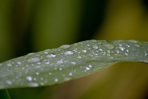 a drop of water on bamboo the morning