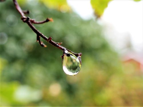 a drop of water branch close-up