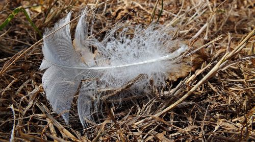 a feather bird feathers