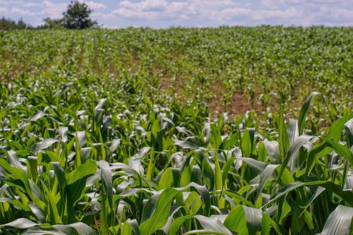 a field of corn corn foliage