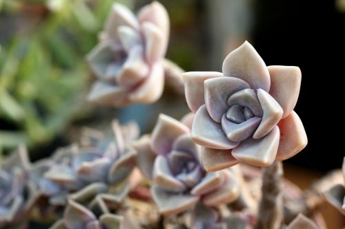 a fleshy plant fleshy in this cactus