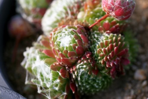 a fleshy plant fleshy in this cactus