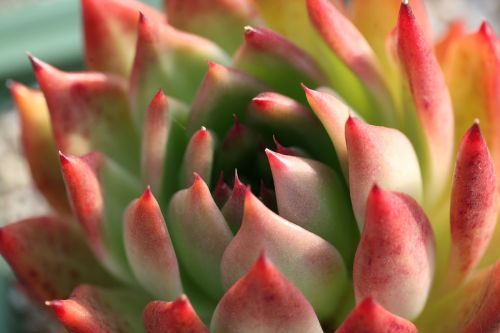 a fleshy plant fleshy in this cactus