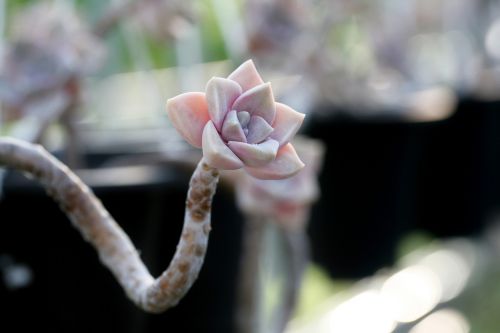 a fleshy plant fleshy in this cactus