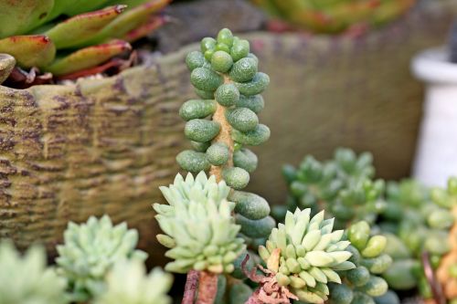 a fleshy plant fleshy in this cactus