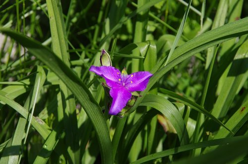 a flower garden  nature  spring