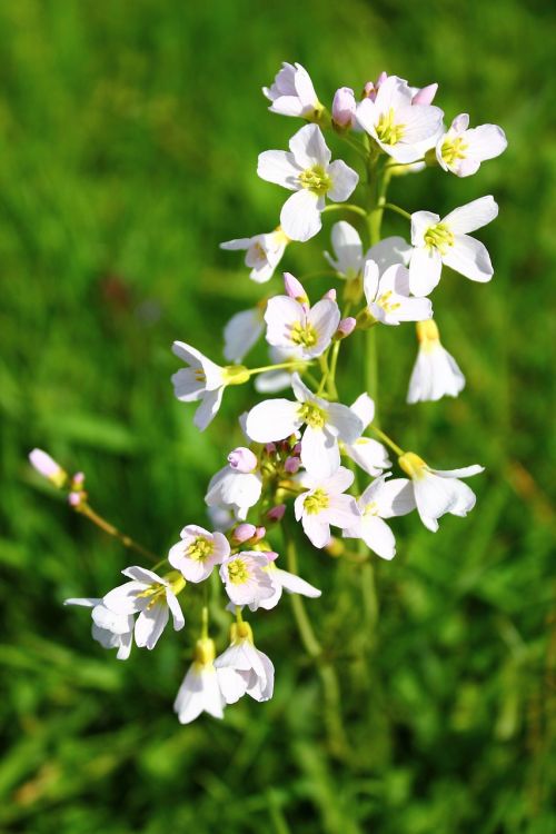 a flower of the field white flower flower