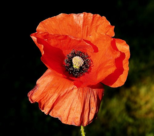 a flower of the field  spring  poppy flower