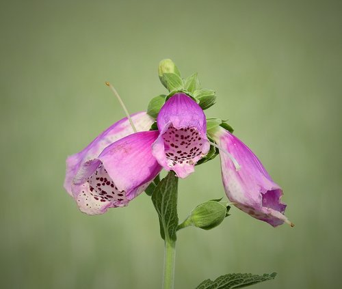 a flower of the field  meadow  spring