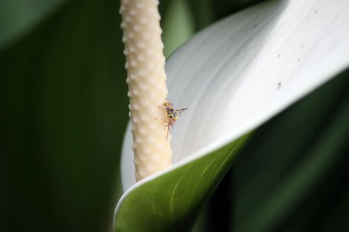 A Fly On The Flower