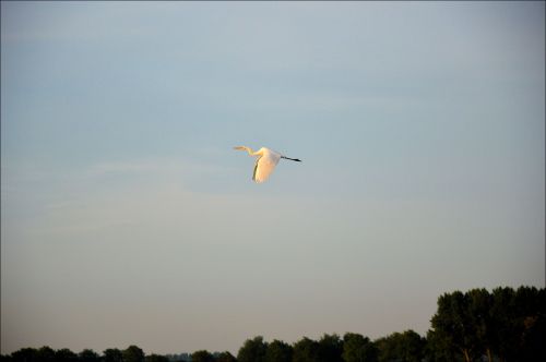 A Flying Stork
