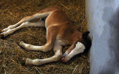 a foal horse mare