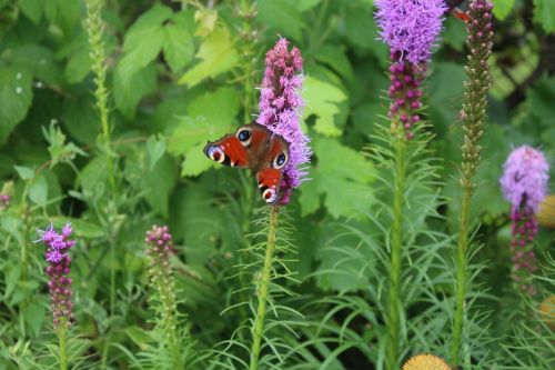 a garden plant butterfly flowers