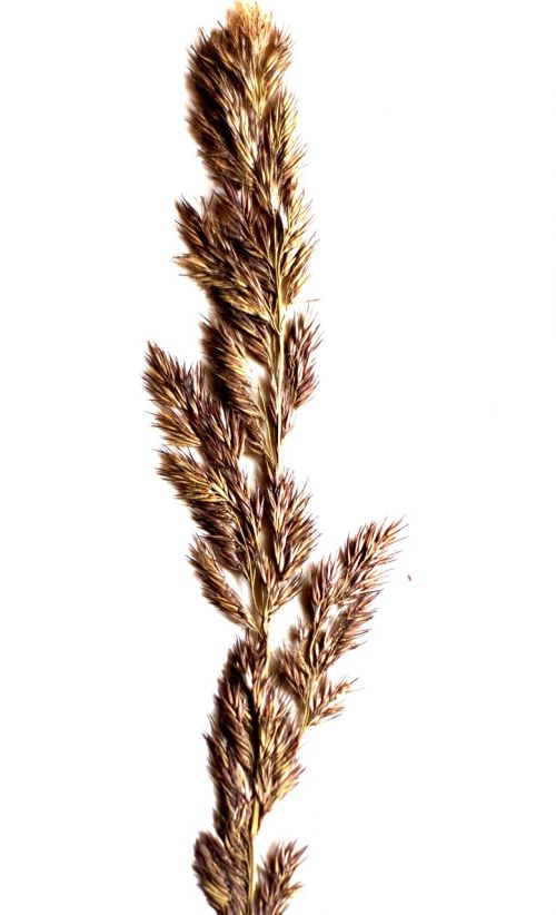 a grass spikelet white