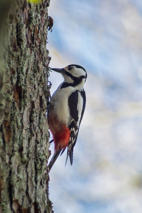 a great spotted woodpecker woodpecker bird