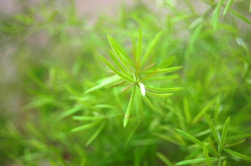 A Green Plant