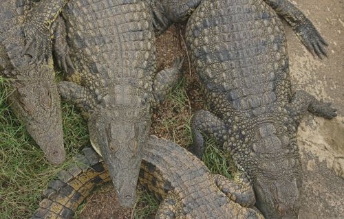 A Group Of Nile Crocodiles