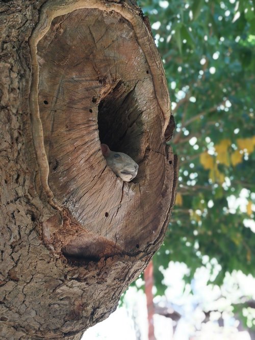 a hollow tree  tree  squirrel