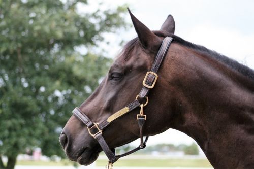 a horse head horse animal