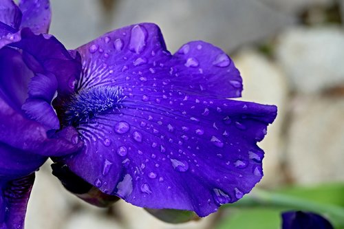 a killer whale  garden  flower