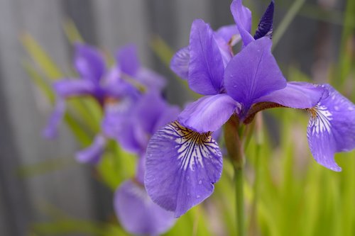 a killer whale  garden  flower