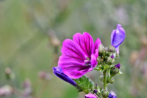 a large mallow  flowers  purple