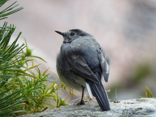 a little bird gray bird