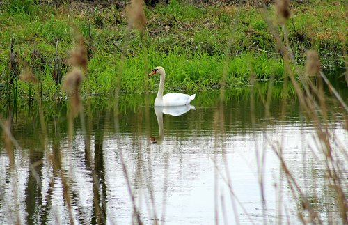 a lone swan  nature  landscape