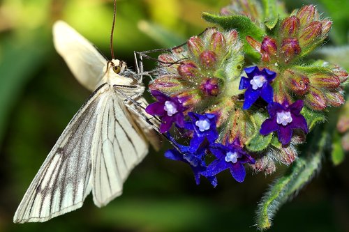 a moth  insect  nature