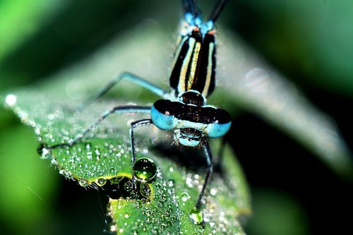 a moth  insect  nature