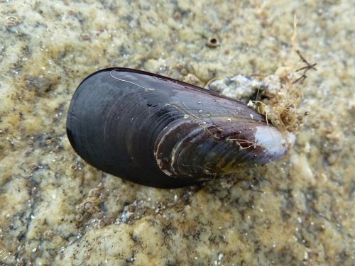 a mussel shell water