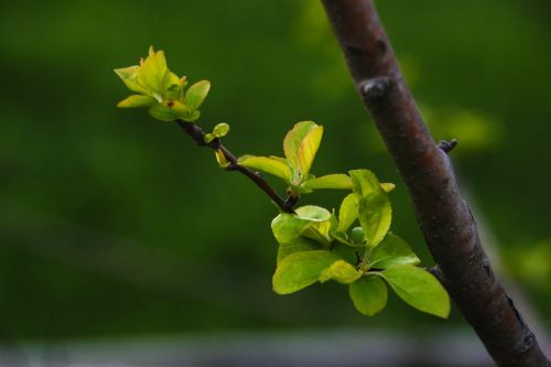 a new leaf flower apples bud