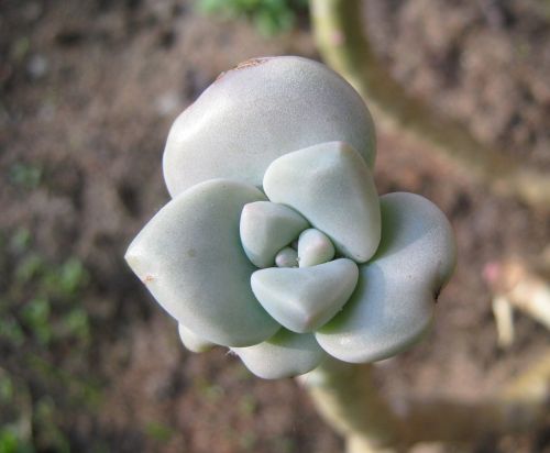 A New Succulent Bud