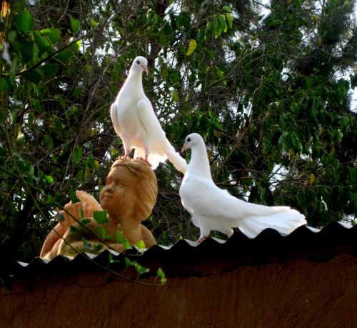 A Pair Of Doves