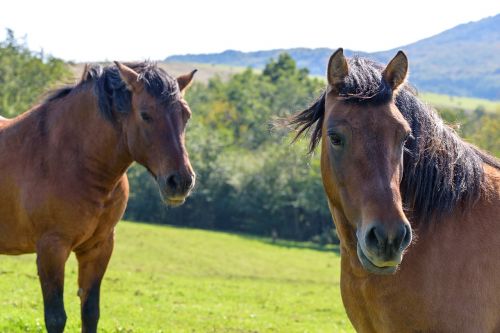 a pair of horses pasture land portrait