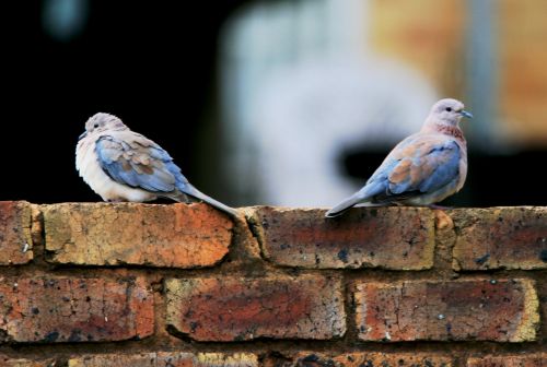 A Pair Of Laughing Doves On A Wall