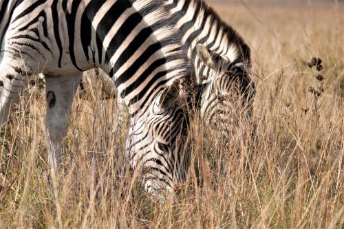 A Pair Of Zebra Grazing