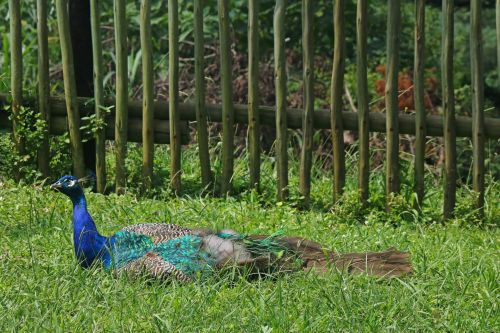 A Peacock Sitting In Grass