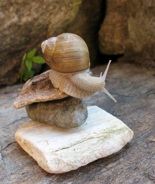 a pet acrobatics snail