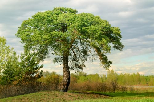 A Pine Tree In A Field