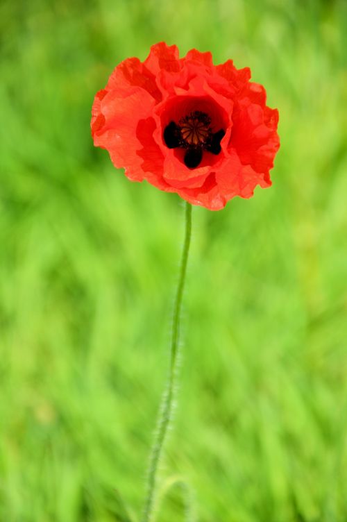 A Poppy