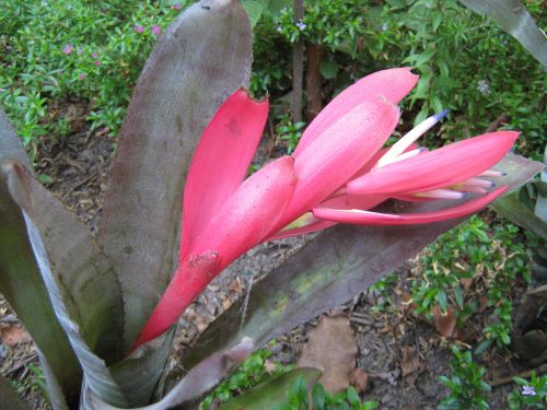 A Red Flower