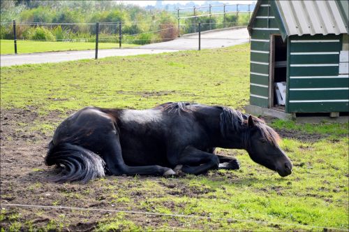 A Rolling Horse