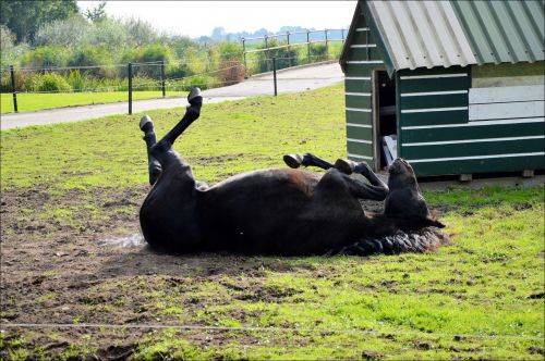 A Rolling Horse