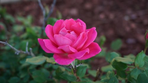 a rose romance beauty