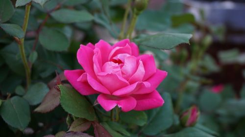 a rose romance beauty