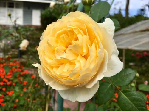 a rose yellow rose flowers